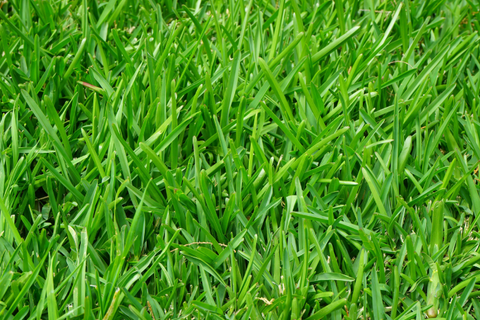 Lush Green Grass